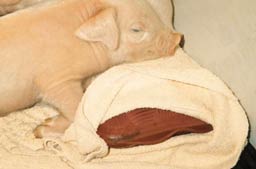 Nursery pig on hot water bottle