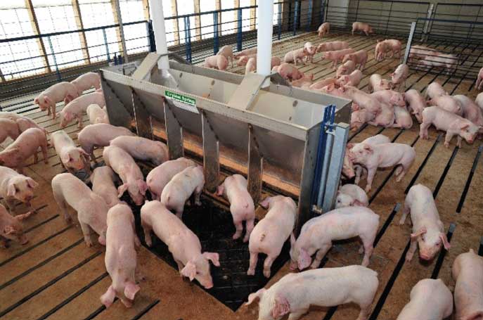 a pen of about 40 pigs on slatted floor with a feeder in the foreground