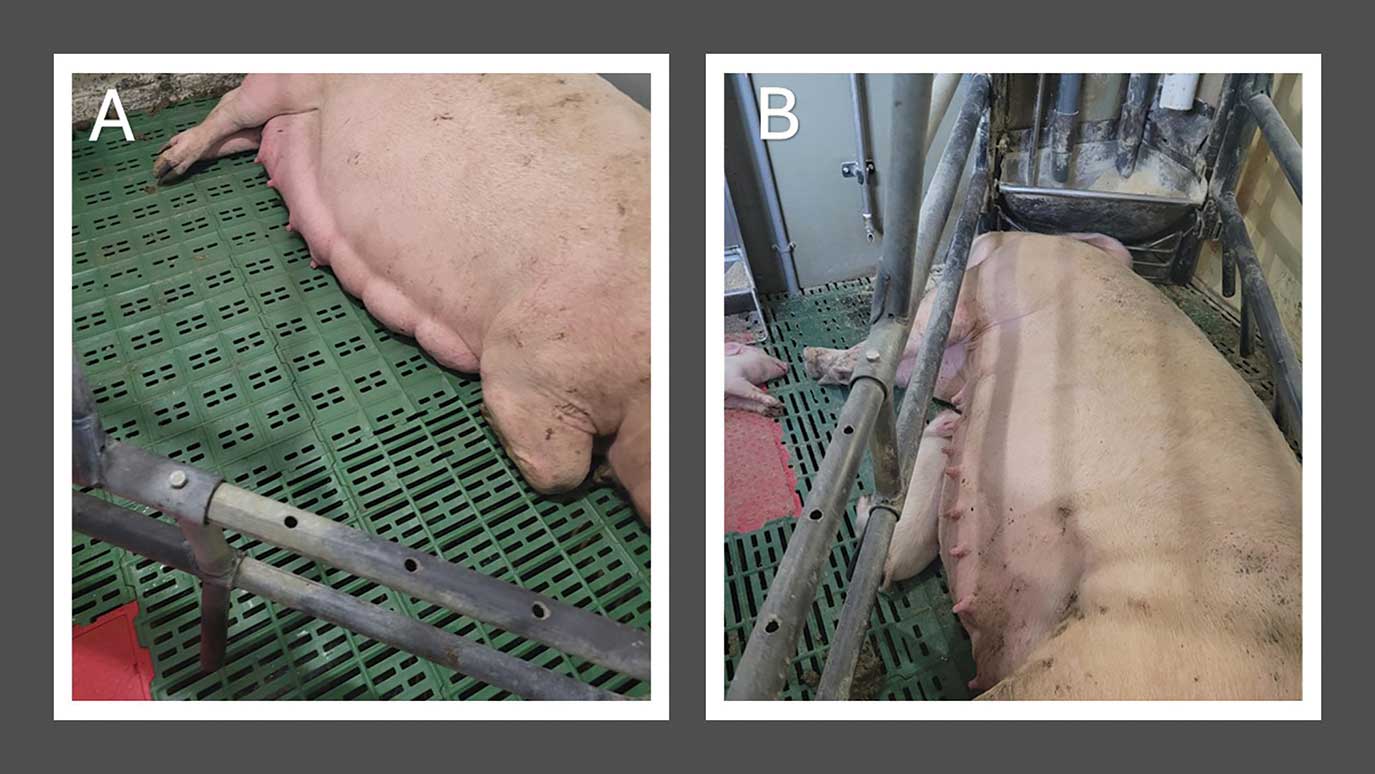 Part A: This image shows a side view of a sow with normal udder development. The sow's udder is full and well-formed, indicating it is ready for nursing 24 hours prior to giving birth. This sow was not exposed to ergot alkaloid contaminated feed.

Part B: This image contrasts with Part A by showing a side view of a different sow with poor mammary development. The sow’s udder is underdeveloped and smaller compared to the previous image. This sow was exposed to ergot alkaloid contaminated feed, which impacted its udder development.