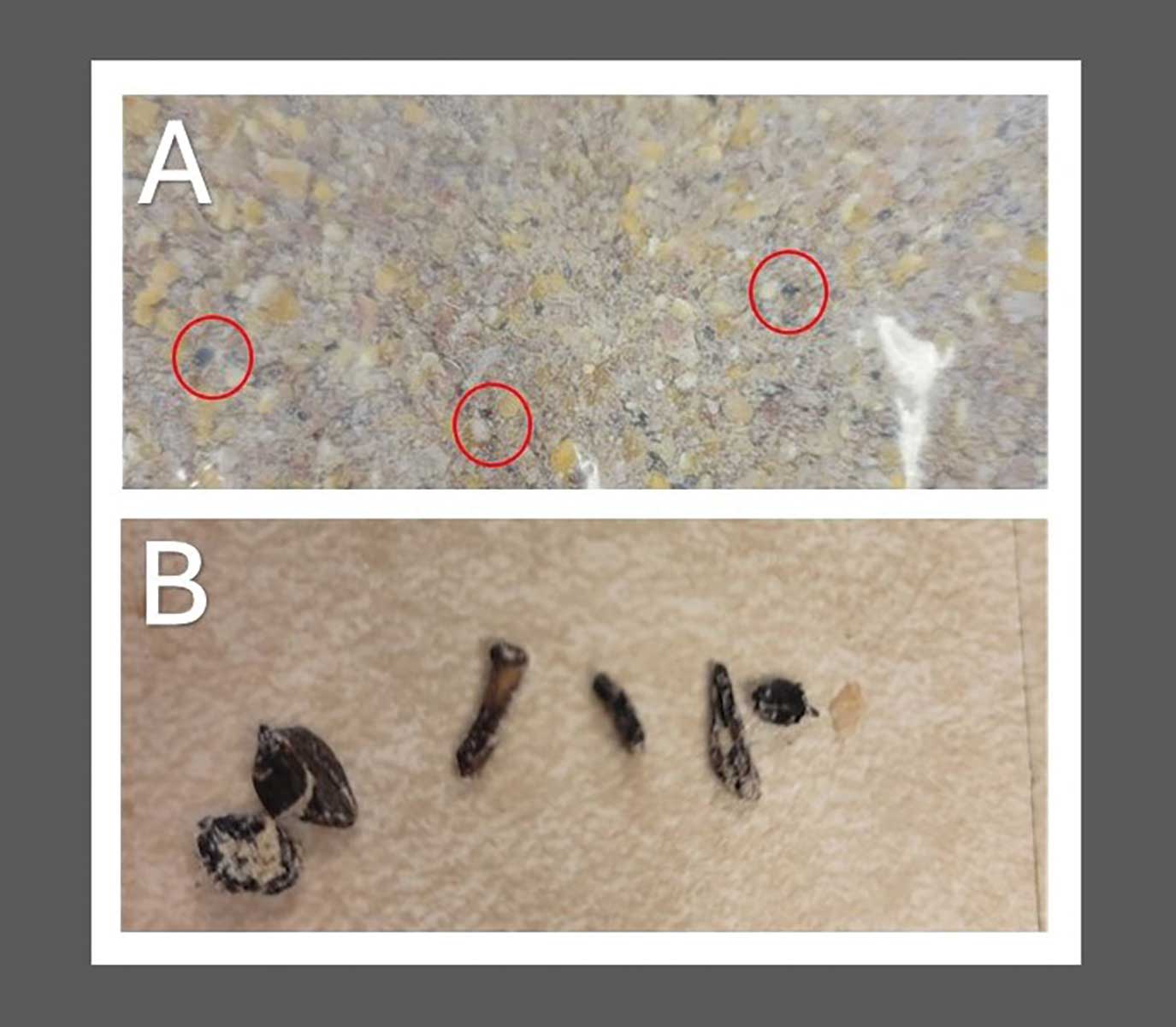 Two-part image labeled A and B. Part A shows a close-up view of feed material with three red circles highlighting small black spots, identified as sclerotia. Part B displays several small, dark, irregularly shaped pieces on a light background, identified as presumptive pieces of ergot sclerotia that were sifted from the feed.