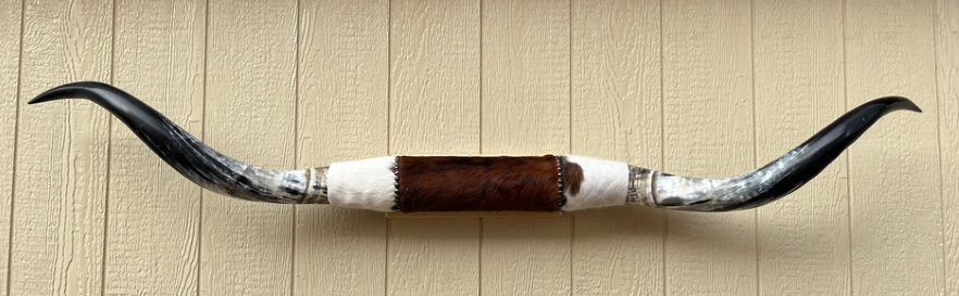 Longhorn cattle horn wall mount